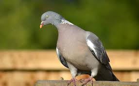 Résultat de recherche d'images pour "PETITS POIS ET PIGEONS AU JARDIN"