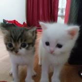 Pet Shop Konya Kedi