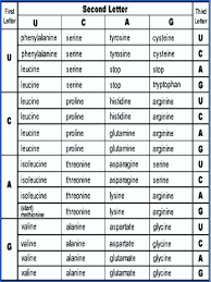 amino acid sequence chart 15 application letter