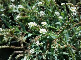 Image result for Heliotropium giessii