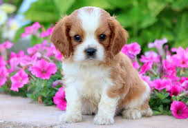 Cavalier King Charles Spaniel Dog Breed Information