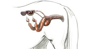 The Reproductive System