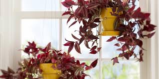We did not find results for: Tradescantia Better Homes Gardens