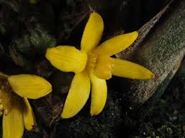 Image result for Curculigo