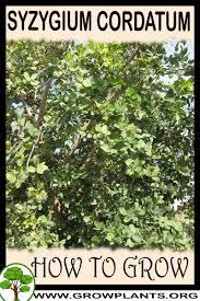Image result for Syzygium cordatum
