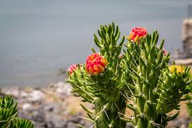 Image result for Austrocylindropuntia subulata