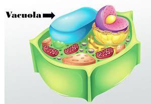 Vacuola