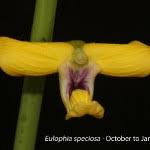 Image result for Eulophia coeloglossa