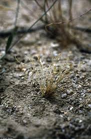 Image result for Humularia minima