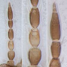 Image result for Gutenbergia trifolia