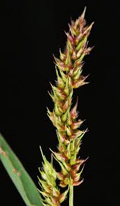 Image result for Echinochloa ugandensis