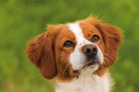 Consulter les annonces de chiens et chiots en epagneul breton à vendre. La Maison De L Epagneul Breton Callac Tourisme Bretagne