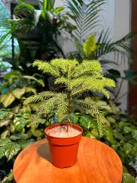 Image result for Araucaria cunninghamii