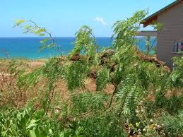Image result for Prosopis juliflora