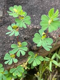 Image result for Cyclocarpa