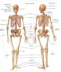 Esqueleto Axial Y Apendicular Nombres Imagui Skeletal System Worksheet Human Skeleton Bones Skeletal System