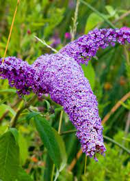 Buddleia Butterfly Bush A To Z Flowers