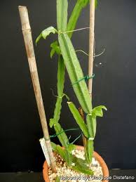 Image result for Cissus