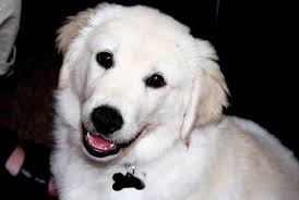 From Puppy Teeth To Adult Teeth All About The Process Care Com