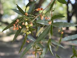 Image result for Searsia rehmanniana