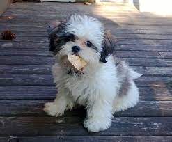 Pin By Nizio Eduardo On Puppies Shichon Puppies Teddy Bear Dog Puppies And Kitties