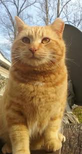 Tippy Eared Cuteness 3 Orange Tabby Cats Orange Cats Pretty Cats