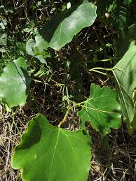 Image result for Rhoicissus tomentosa