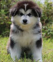 Maybe you would like to learn more about one of these? Pin On Animal