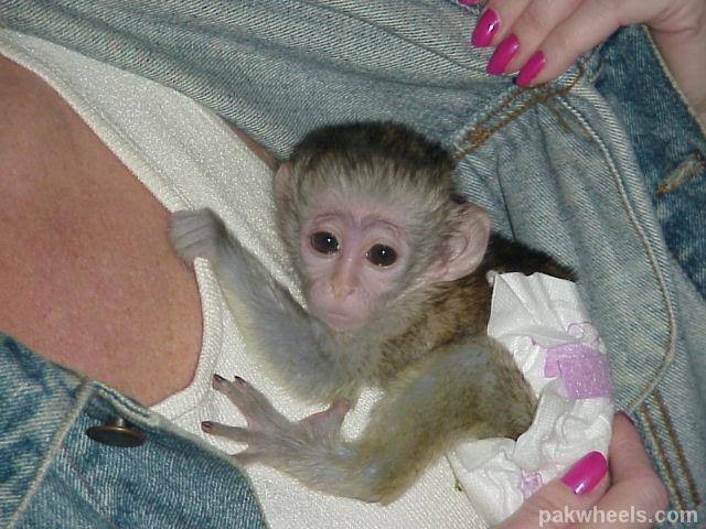 Lolz monkey for sale! - Non Wheels Discussions - PakWheels Forums