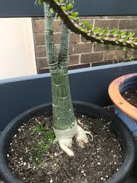 Image result for Adenia fruticosa