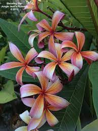 Pin On Plumeria Wish List