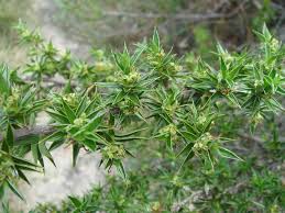 Image result for Cliffortia