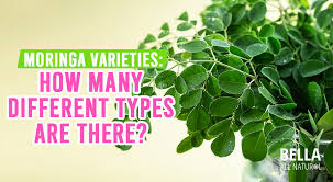 Image result for Moringa