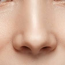 It has parts that make it work and send messages to the brain. 16 Nose Facts For Kids Students And Teachers