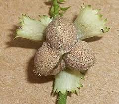 Image result for Tragia lasiophylla