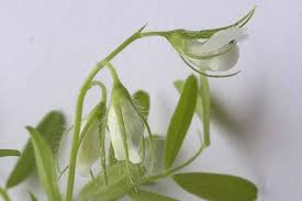 Image result for Lens culinaris