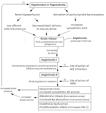 Renin Angiotensin Aldosterone System Renin Angiotensin