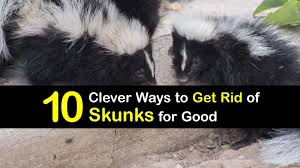 The striped skunk is an extremely common animal that can be found near rhodes, braithewaite manor, caliga hall, the western side of new hanover, annessburg and its surroundings and in areas to the west of blackwater. Rdr2 Skunk Time Of Day