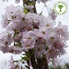 Similar to their larger relatives, the dwarf weeping cherry tree grows fast and grows many blossoms in spring. Cherry Blossom Tree Roots Near House