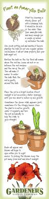 Gardeners supply company amaryllis bulbs. How To Pot An Amaryllis Bulb Gardener S Supply Amaryllis Bulbs Amaryllis Plant Plants
