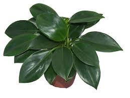 Philodendron monstera deliciosa plant in 9.25 in. Philodendron Imperial Green Indoor Plants Evergreen Plants Dubai Garden Centre