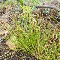 Image result for Eleocharis retroflexa