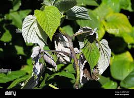 Image result for Raspberry spur blight