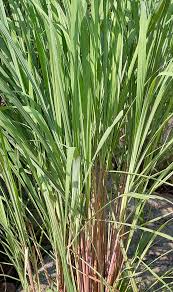 Image result for Cymbopogon nardus