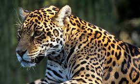 The amazon basin, which houses the forest, is slightly bigger with a covering of over 7,000,000 km 2. Amazon Places Wwf