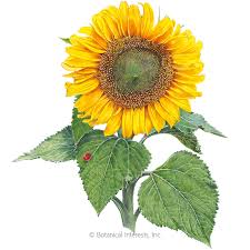 Discover more posts about yellow, nature, plants, art, photography, omori, and sunflower. Sunspot Dwarf Sunflower Seeds Flowers Botanical Interests