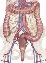 The hepatic vein carries deoxygenated blood out of the liver. Blood Supply To The Intestines Anatomy Pictures And Information