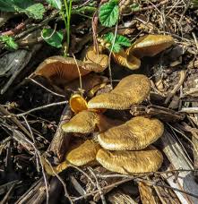 Image result for Paxillus panuoides