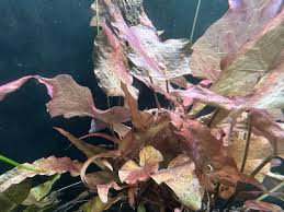 Image result for Nymphaea maculata