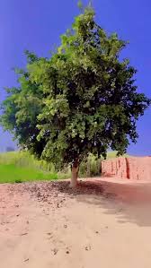 Image result for Salacia stuhlmanniana